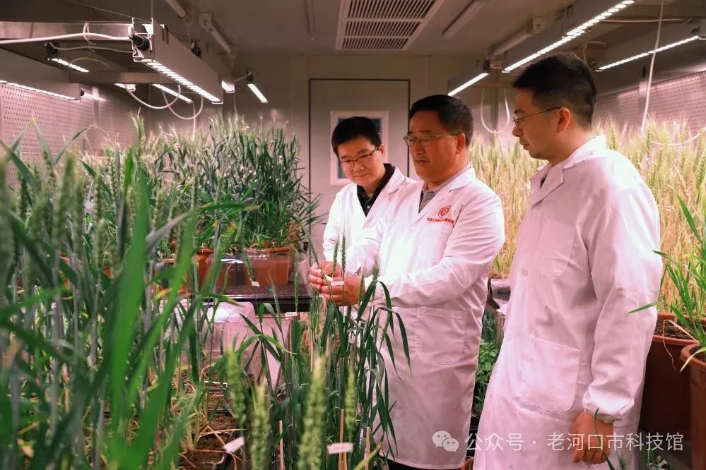 中国科学家成功“拼”出小麦完整基因组“拼图”